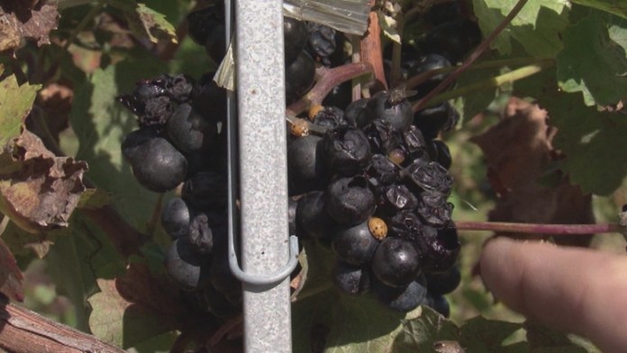 Nenápadný škodca.