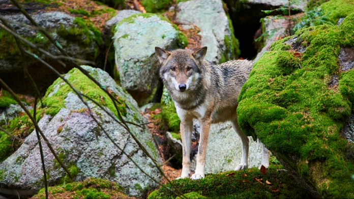 Kouč Dortmundu Lucien Favre pred duelom LM proti Slavii Praha.