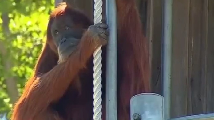 Najstaršia orangutanka na svete Puan zomrela