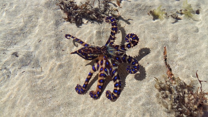 V mušli sa skrývalo smrteľné nebezpečenstvo. Ženu na pláži v Sydney pohrýzla prudko jedovatá chobotnica