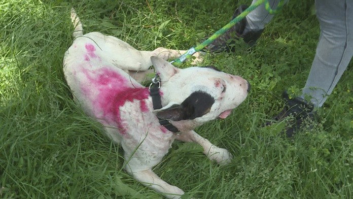 17_cipinova_tvnoviny.mp4