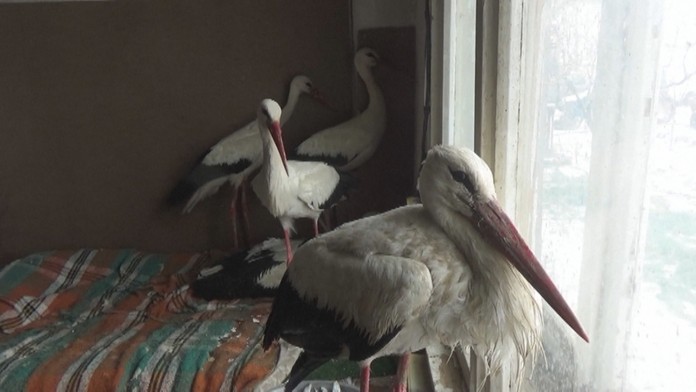 Obyvatelia mestečiek na severe krajiny prichýlili bociany doma. 