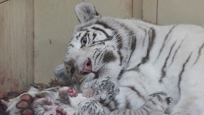 Tri mláďatá bieleho bengálskeho tigra ležia so svojou matkou Mandzi krátko po narodení v súkromnej zoo v poľskom Borysewe.