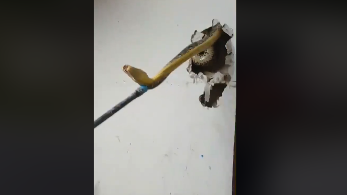 Had sa zrejme ukryl v stene pred dažďom. 