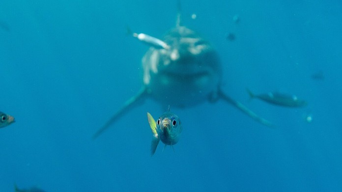 Nehoda na čerpacej stanici.