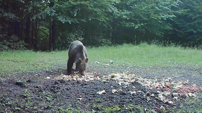 Fotopasca odhalila nelegálne prikrmovanie.