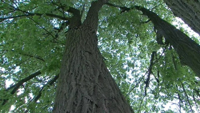 17 PD Problematicka lipa.transferweb_jpg_bez_watermarku_1.jpg