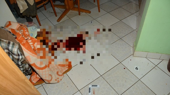 Samojed - ilustračná snímka.