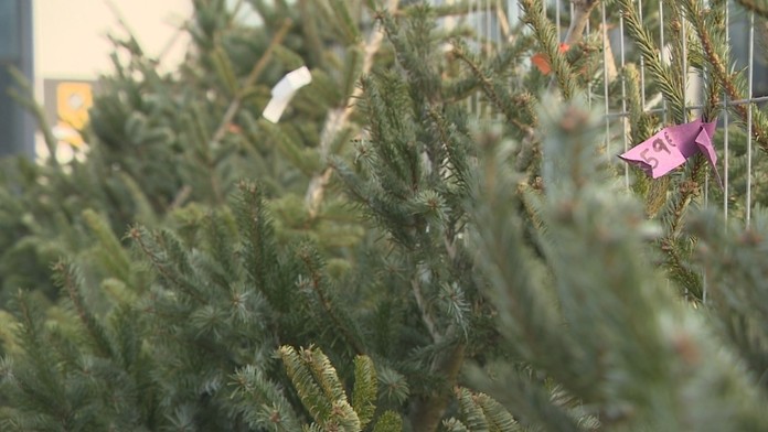 Vianočné stromčeky.