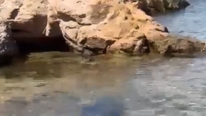 VIDEO: Hrozivé chvíle v obľúbenom dovolenkovom raji. Pláž evakuovali, zavítal k nej žralok „beštia“