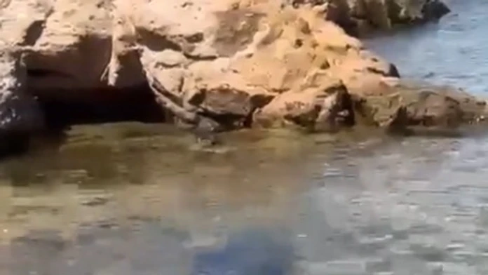 VIDEO: Hrozivé chvíle v obľúbenom dovolenkovom raji. Pláž evakuovali, zavítal k nej žralok „beštia“