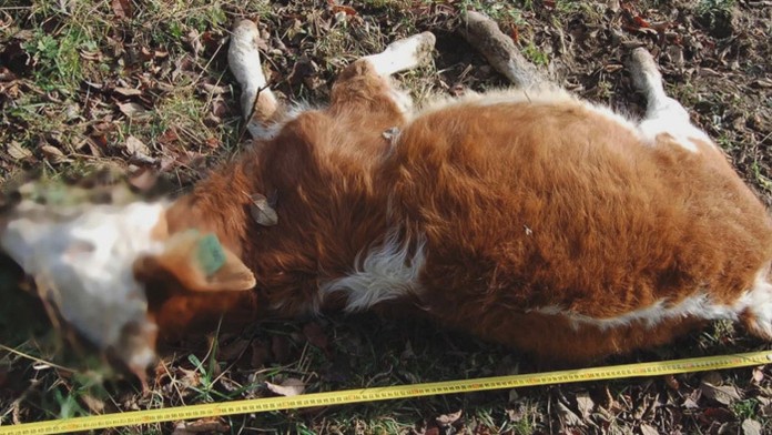 Sudkyňa Denisa Cviková.