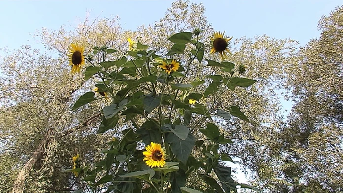 Megaslnečnica.