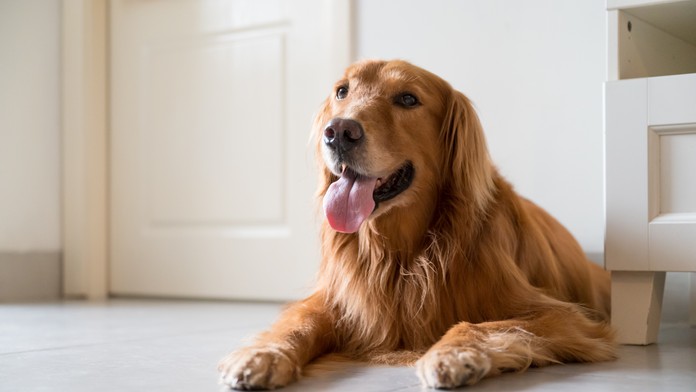 Zlatý retriever - ilustračná snímka