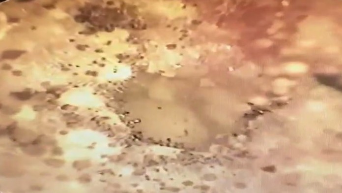 Marek Fašiang v Adamovom rúchu