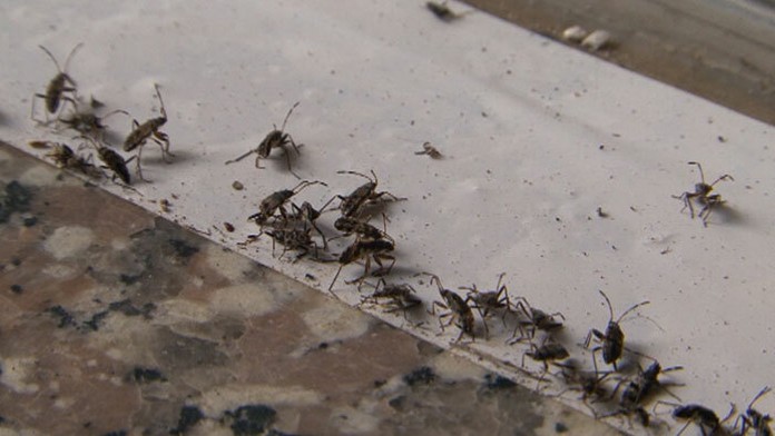 V Ješkovej Vsi sa premnožil nepríjemný hmyz