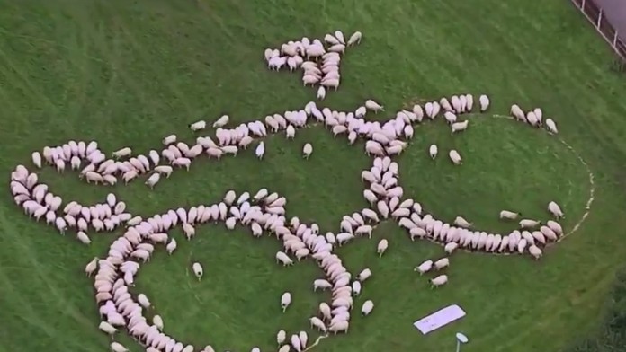 Ovečkový bicykel na Okolo Británie.
