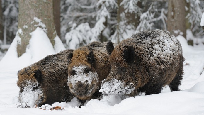 Švéd Robin Quaison oslavuje po kvalifikácii ME 2020 v Rumunsku.