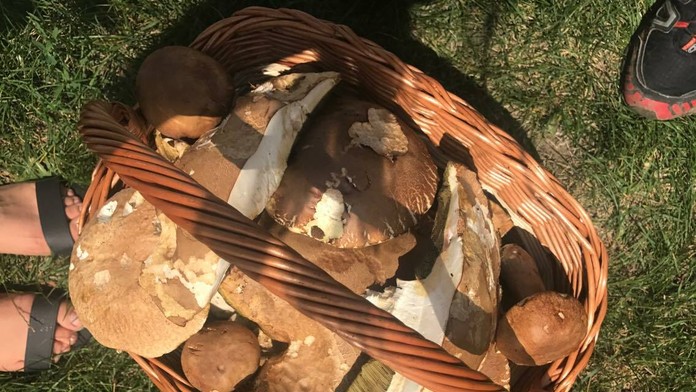 Hríby nazbierané v okolí Borinky na západe Slovenska