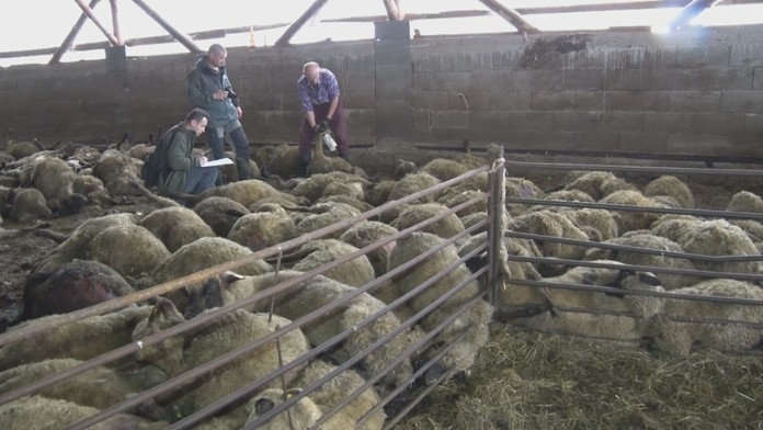 Medvede zabíjali ovce na družstve