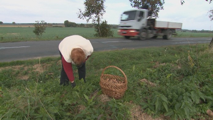 Stromy s dozretými plodmi popri cestách každoročne lákajú zberačov. 