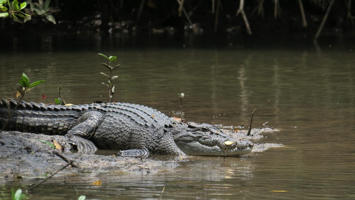 Tragédia v Indonézii: Krokodíl napadol ženu, počas záchrannej akcie usmrtil aj jej syna