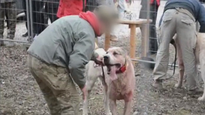 Súkromný archív zo psích zápasov.