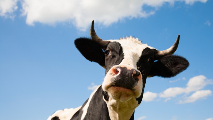 Krava (ilustračná fotografia)