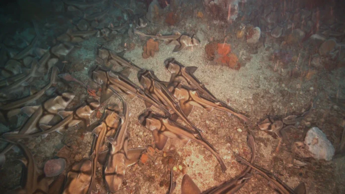 VIDEO: Na dne oceána pri Austrálii objavili obrovské zoskupenie žralokov. Vedci ich vyrušili zo spánku