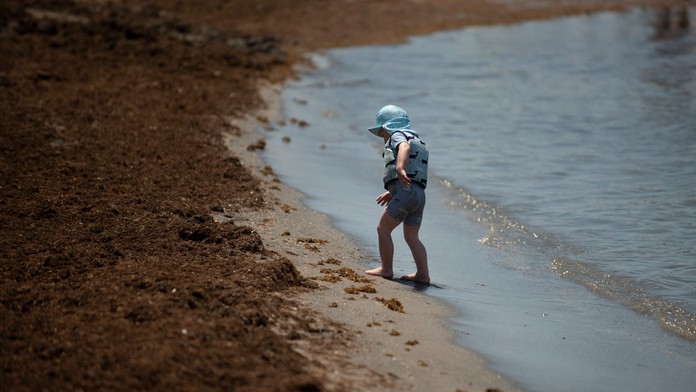 Ázijská riasa ničí pláže Španielska