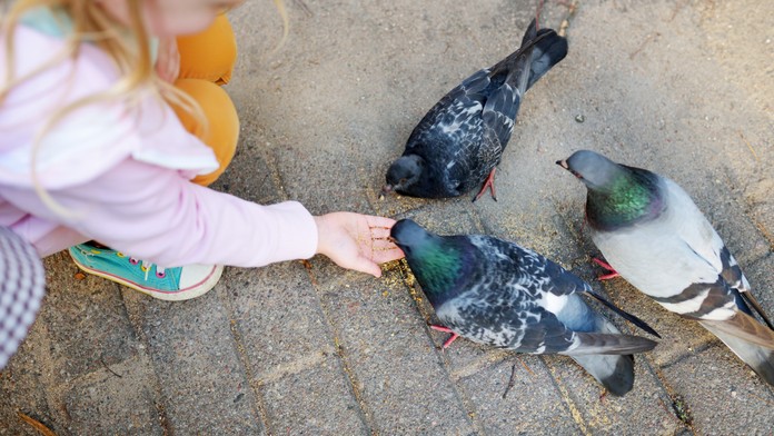 Obeť špecifického vírusu. Dievčatko sa nakazilo ochorením typickým pre holubov