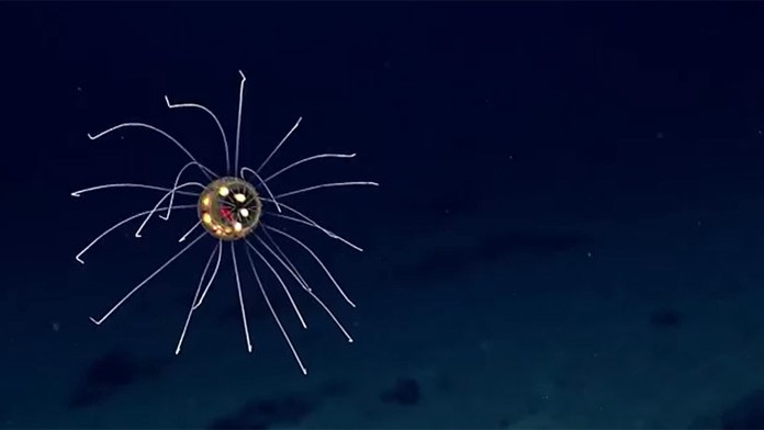 Vedci objavili záhadnú medúzu.