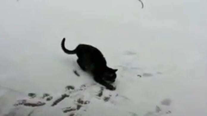 Zmätená mačička videla prvýkrát sneh