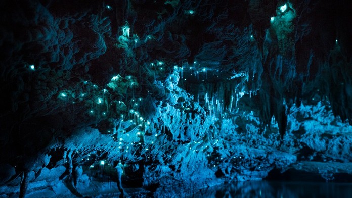 Arachnocampa luminosa - svetluška, ktorú nájdete iba na Novom Zélande.