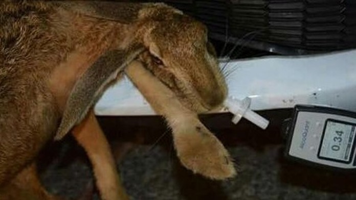 Fotka kolovala internetom.