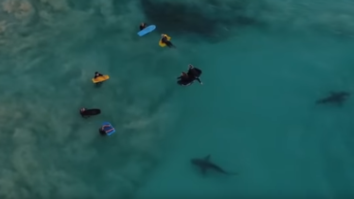 Deti a žraloky bok po boku. 