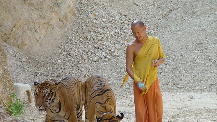 Mních s tygrami.jpg