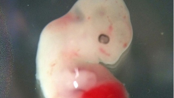 Prvýkrát v histórii vedci vytvorili ľudsko-zvieracie hybridné embryo