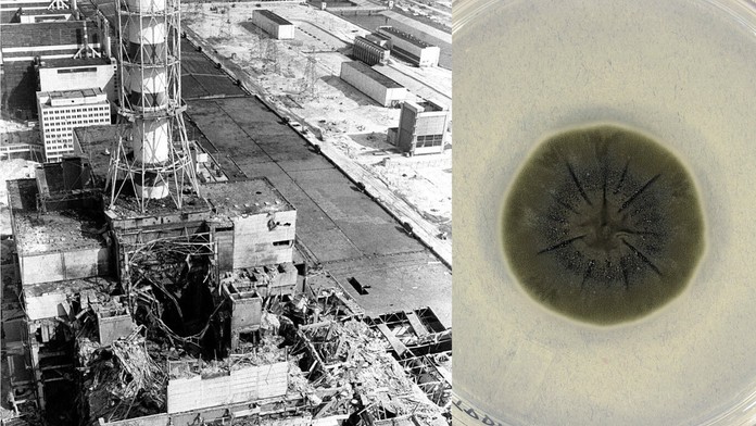 Vedci objavili v Černobyle nový organizmus. Môže ho poháňať „energia“, ktorá by ľudí zabila