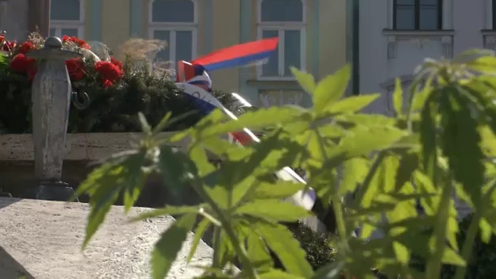 marihuana.png