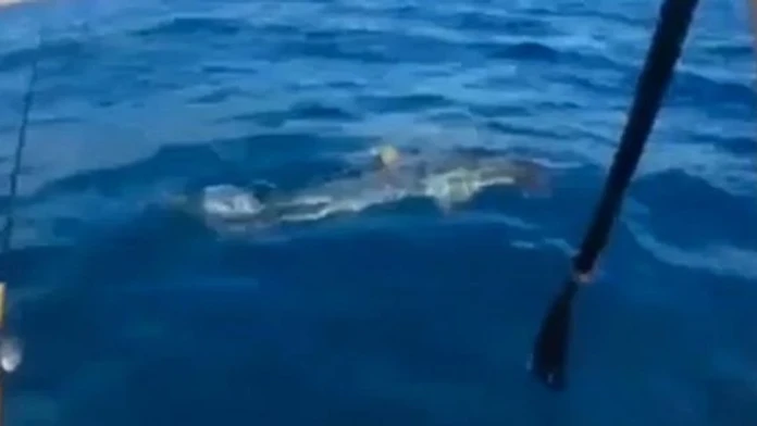 Kayaker.jpg