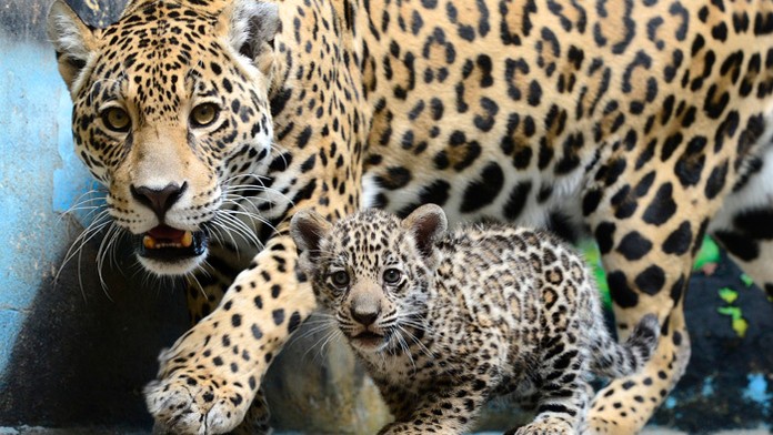 Mláďa jaguára amerického Wakara zahynulo.