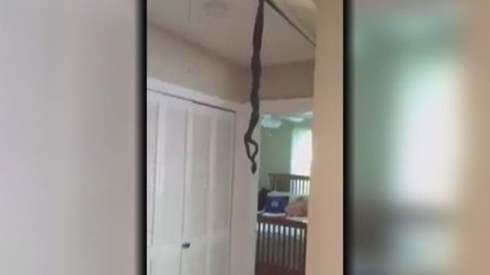 Hady pri tanci lásky.