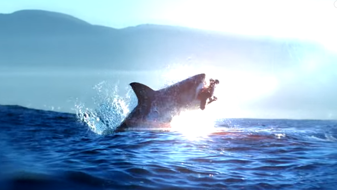 Žralok biely počas lovu. 