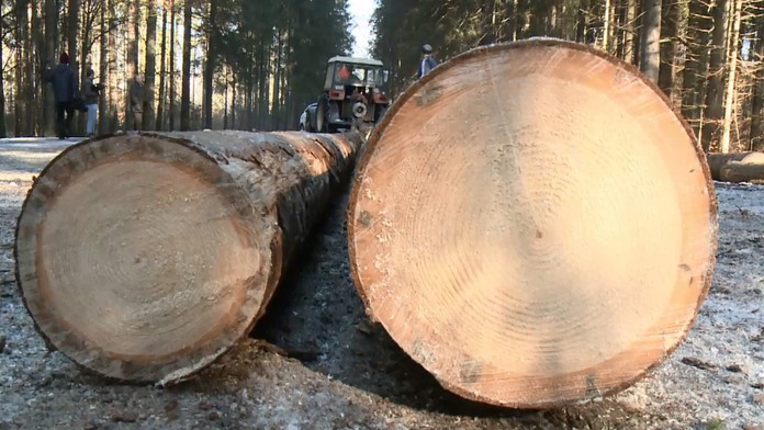 Breznom otriasa škandál! Starosta tvrdí, že zaň môžu lesníci