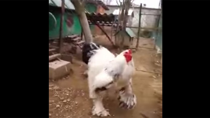 Obrovské kura hitom internetu: Mysleli si, že je to podvod. Tu je pravda