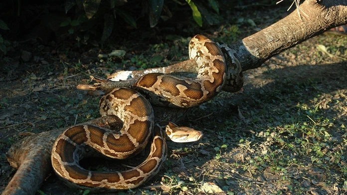 pytón