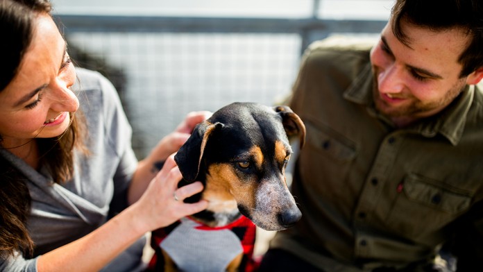 Vlastníctvo psa môže skvalitniť život človeka.