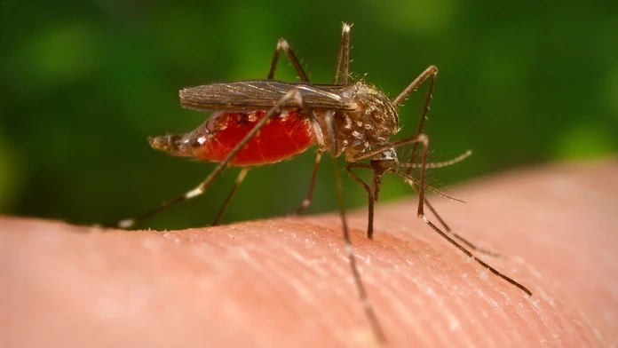 Invázny druh komára, ktorý prenáša exotické vírusy, prenikol už aj na Slovensko