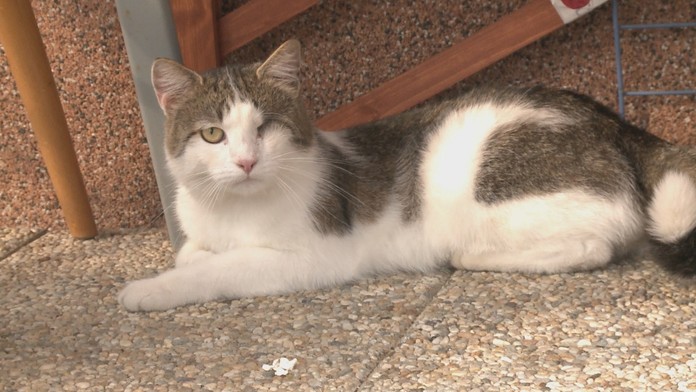 Strieľajú mačky vo Veľkom Šariši